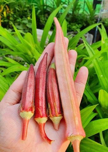 Hạt giống Đậu bắp đỏ
