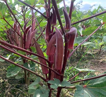 Hạt giống Đậu bắp đỏ