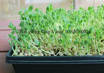 Hạt giống mầm đậu Hà Lan