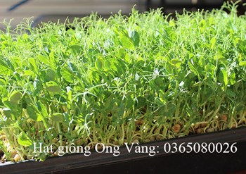 Hạt giống mầm đậu Hà Lan