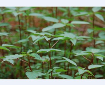 Hạt giống rau đay đỏ cao sản