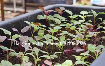 Hạt Giống Dền lá tròn