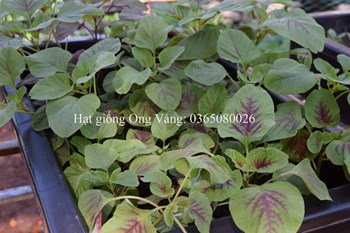 Hạt Giống Dền lá tròn