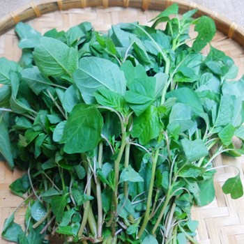Hạt giống Rau dền cơm