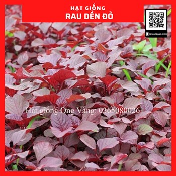 Hạt giống Dền Đỏ Cao Sản