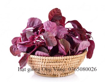 Hạt giống Dền Đỏ Cao Sản