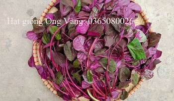 Hạt giống Dền Đỏ Cao Sản
