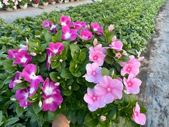 Hạt giống hoa dừa cạn mix màu