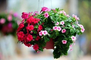 Hạt giống hoa dừa cạn mix màu