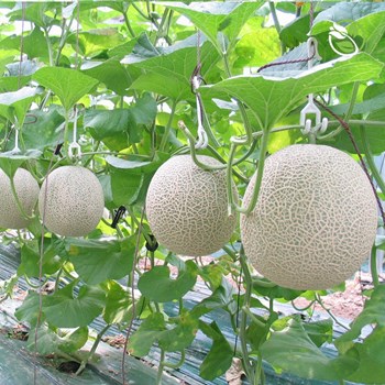 Hạt giống dưa lưới Paradise