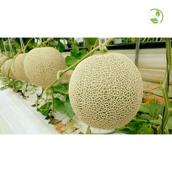 Hạt giống dưa lưới Paradise