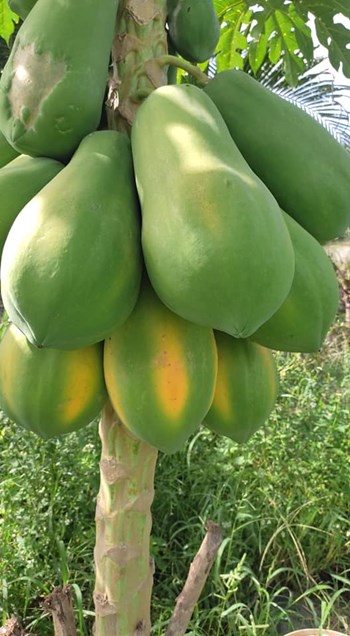 Hạt giống Đu đủ ruột vàng F1 Yellow Flesh