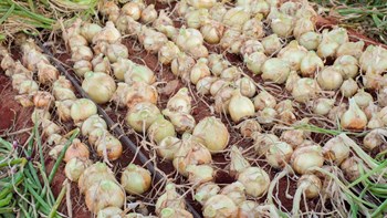 Hạt Giống Củ Hành