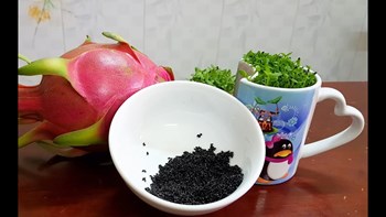 Hạt Giống Thanh Long