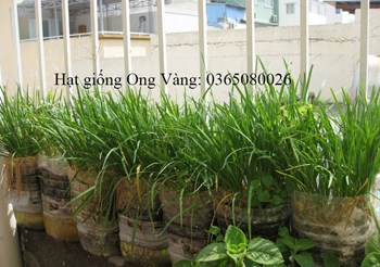 Hạt giống Hẹ Cao Sản
