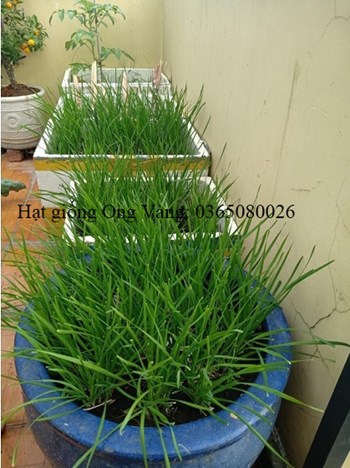 Hạt giống Hẹ Cao Sản