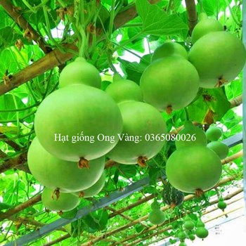 Hạt giống Bầu Hồ Lô