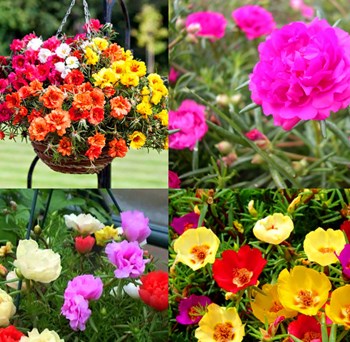 Hạt Giống HOA MƯỜI GIỜ Kép mix nhiều màu