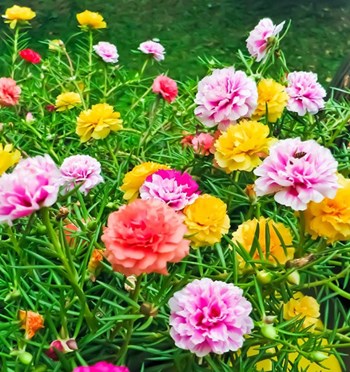 Hạt Giống HOA MƯỜI GIỜ Kép mix nhiều màu