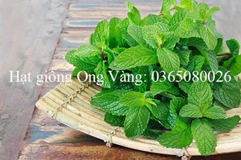 Hạt giống Bạc hà âu (Húng Lũi)