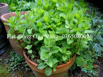 Hạt giống Bạc hà âu (Húng Lũi)