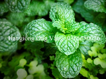 Hạt giống Bạc hà âu (Húng Lũi)