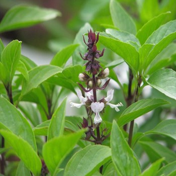 Hạt giống Rau Quế ( Húng quế ) Lá To