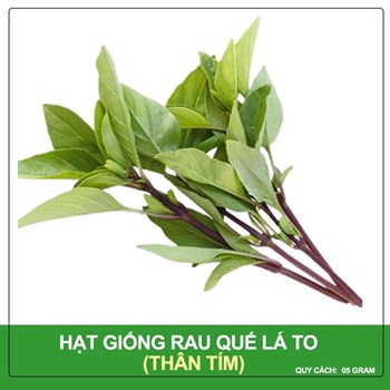Hạt giống Rau Quế ( Húng quế ) Lá To