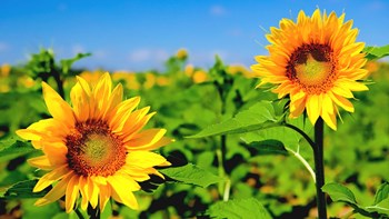 Hạt giống hoa hướng dương vàng cao