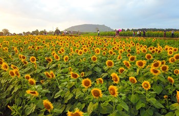 Hạt giống hoa hướng dương vàng cao