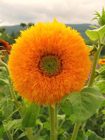 Hạt giống hoa hướng dương gấu