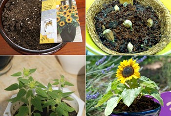 Hạt giống hoa Hướng Dương Lùn