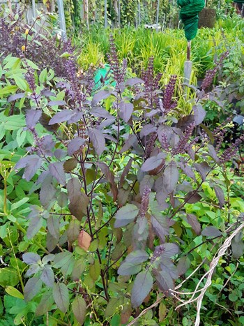 Hạt Giống Hương Nhu