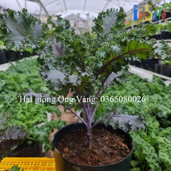 Hạt giống Cải Kale tím ( cải xoăn tím )