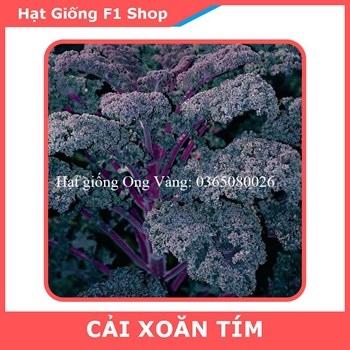 Hạt giống Cải Kale tím ( cải xoăn tím )