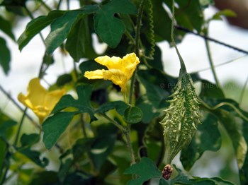 Hạt Giống Khổ Qua Rừng