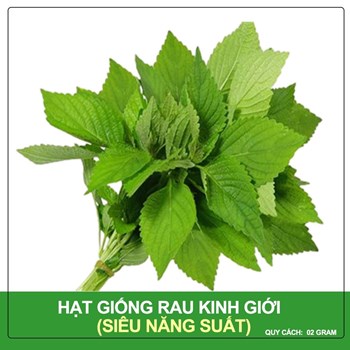 Hạt giống Rau kinh giới