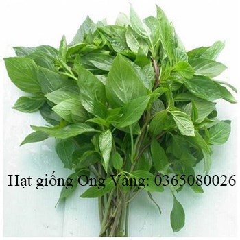 Hạt giống rau thơm sả (é trắng)