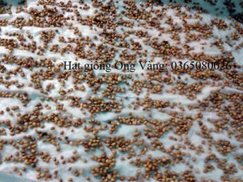 Hạt giống rau cải mầm