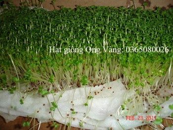 Hạt giống rau cải mầm