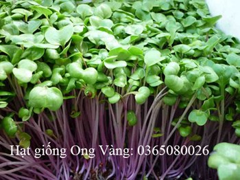 Hạt giống mầm cải củ MALADY
