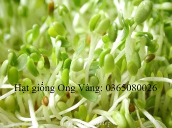 Hạt giống Mầm Giá Đậu Xanh