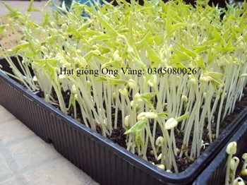 Hạt giống Mầm Giá Đậu Xanh