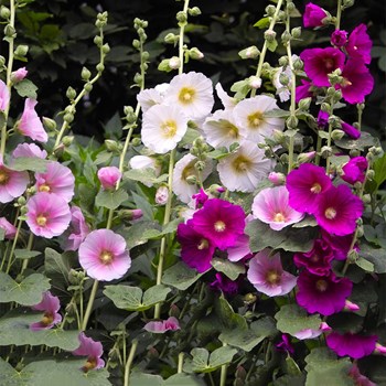 Hạt Giống Hoa Mãn Đinh Hồng Đơn