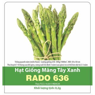 Hạt giống Măng Tây