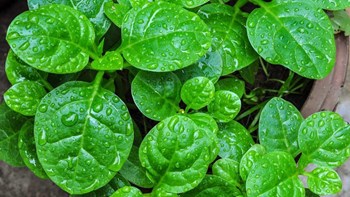 Hạt giống Mồng tơi