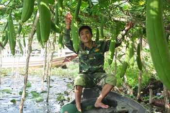 Hạt giống mướp hương F1