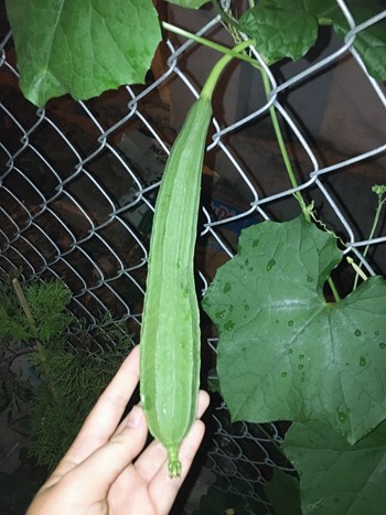 Hạt giống mướp khía