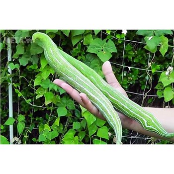 Hạt giống mướp rắn
