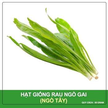Hạt giống Ngò gai